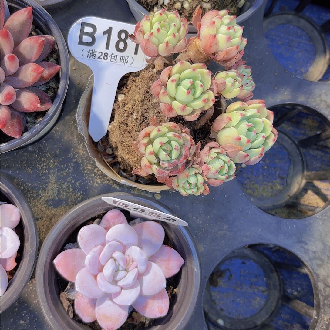 B181娜娜小勾一物一拍