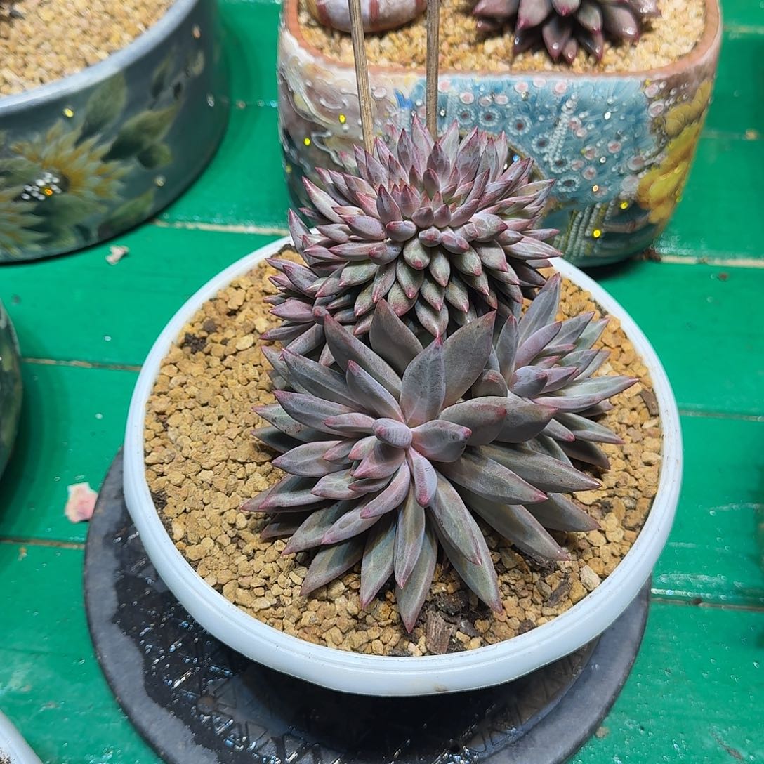 橘***洛多肉植物多肉植物