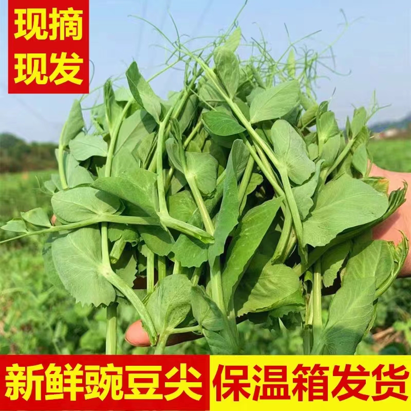 新鲜采摘豌豆尖豌豆苗龙须菜火锅食材西洋菜配菜