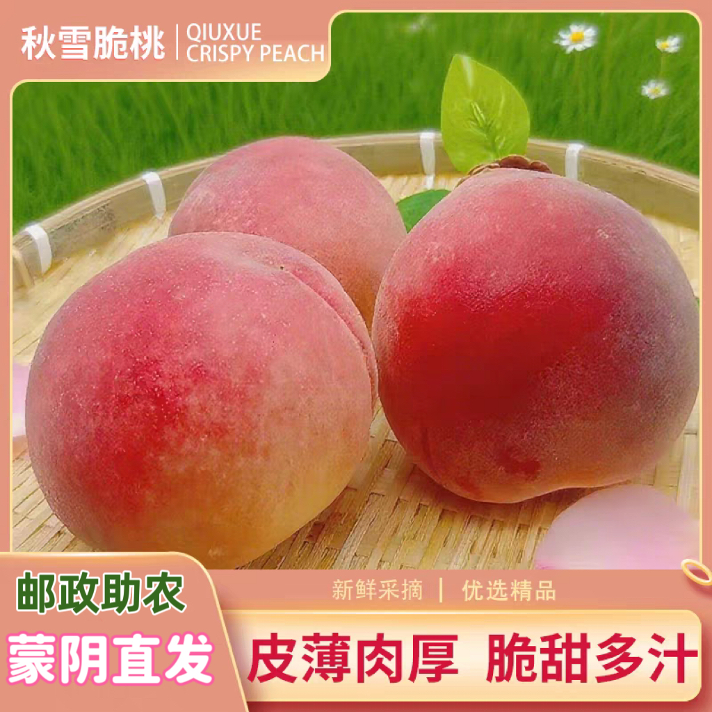 【邮政助农】山东蒙阴秋雪蜜桃毛桃脆桃现摘现发脆甜多汁WZ
