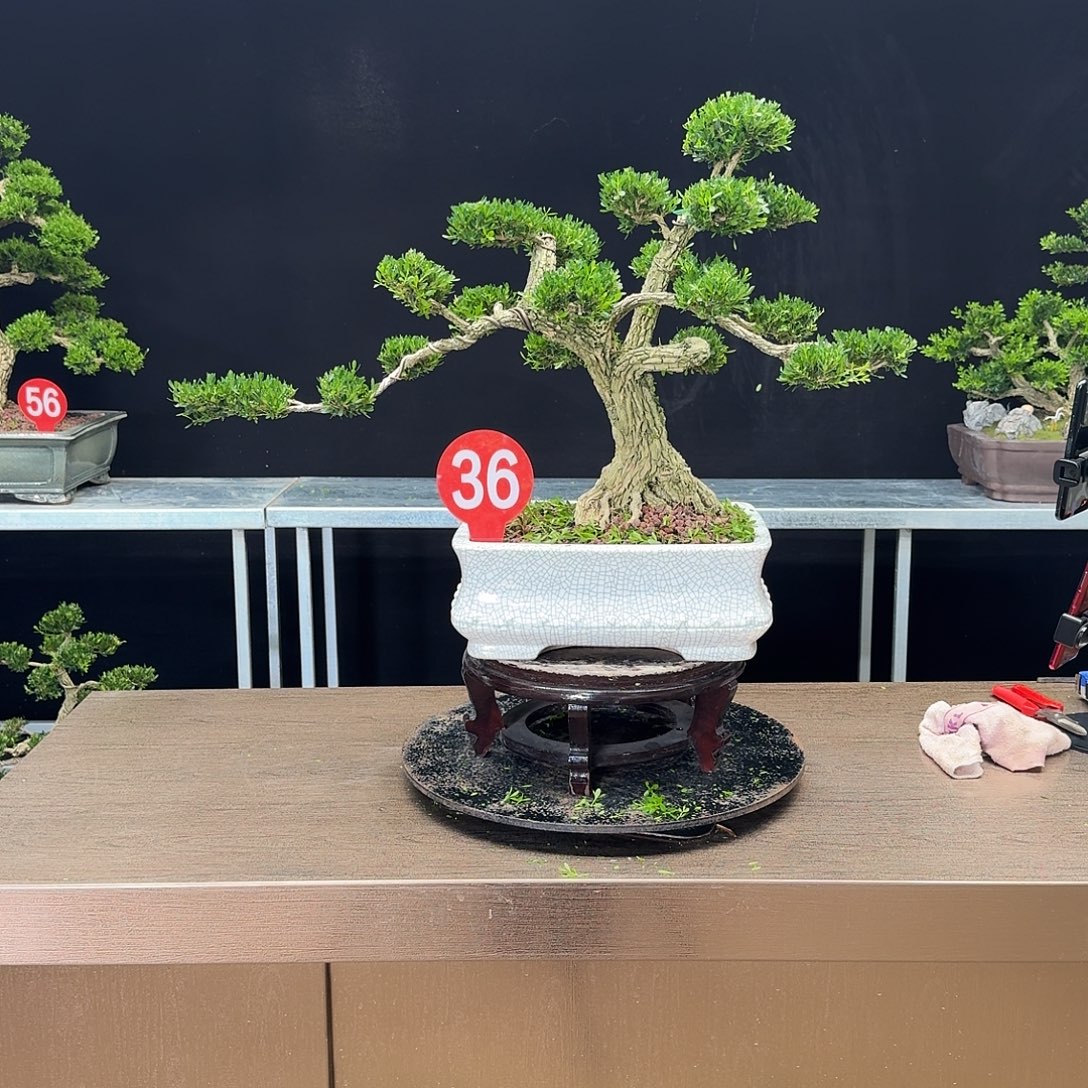 无花朵黄杨黄杨黄杨黄杨