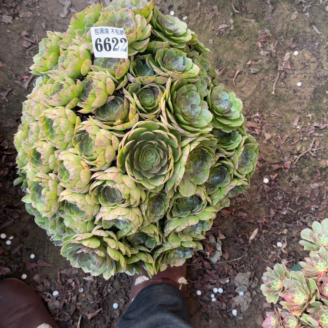 法师万拉丝18-6 6622