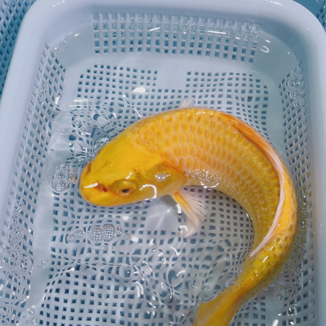 锦鲤锦鲤冷水鱼观赏