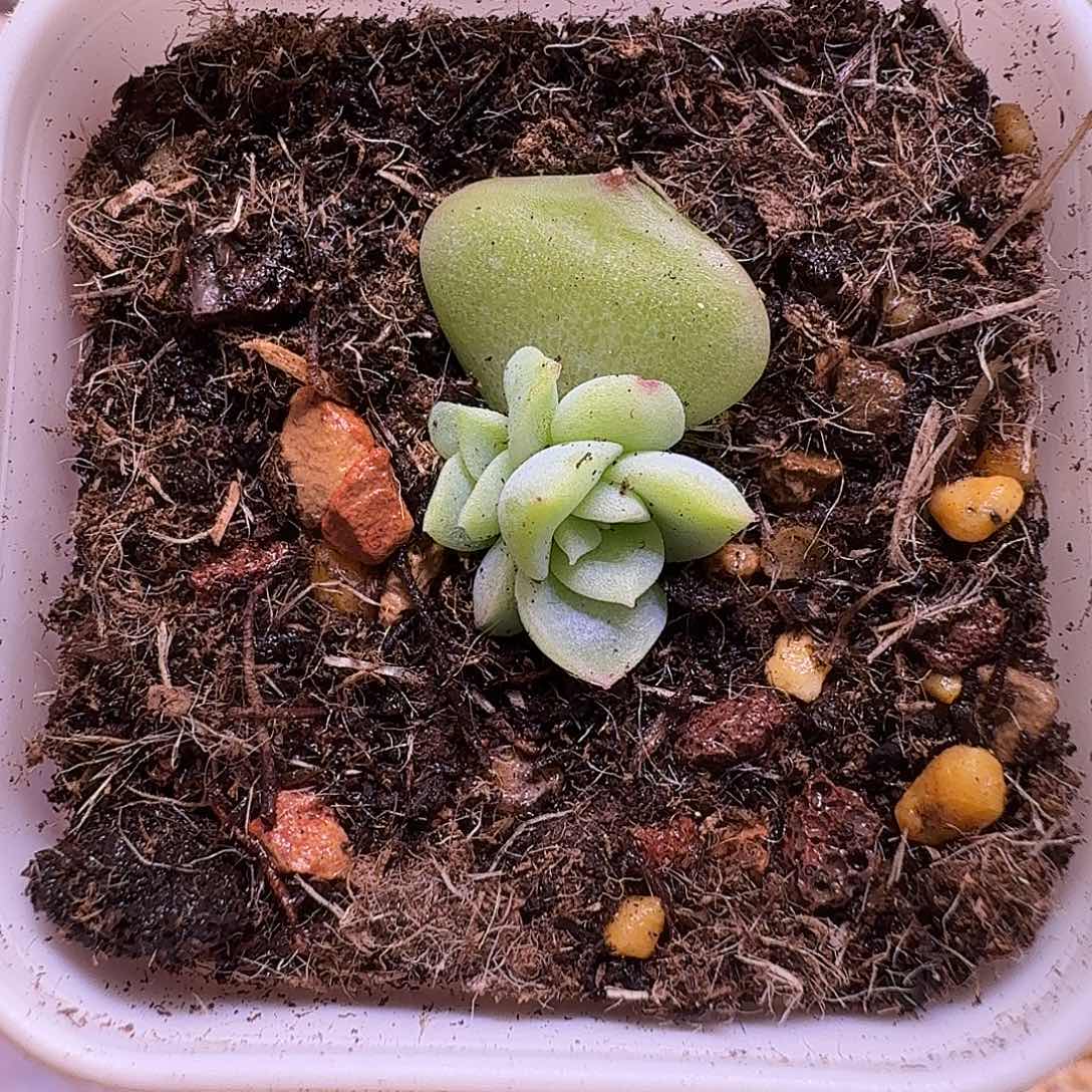 麦梦多肉一物一拍