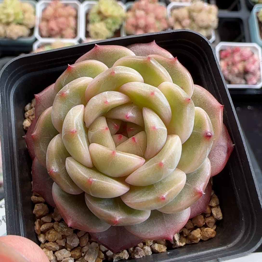 花语逸镜0126-490