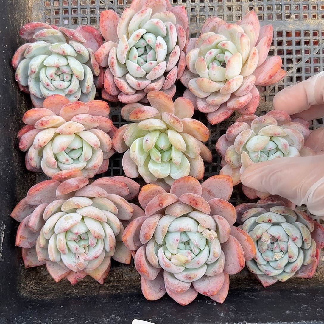 032红血橙一组特价包邮