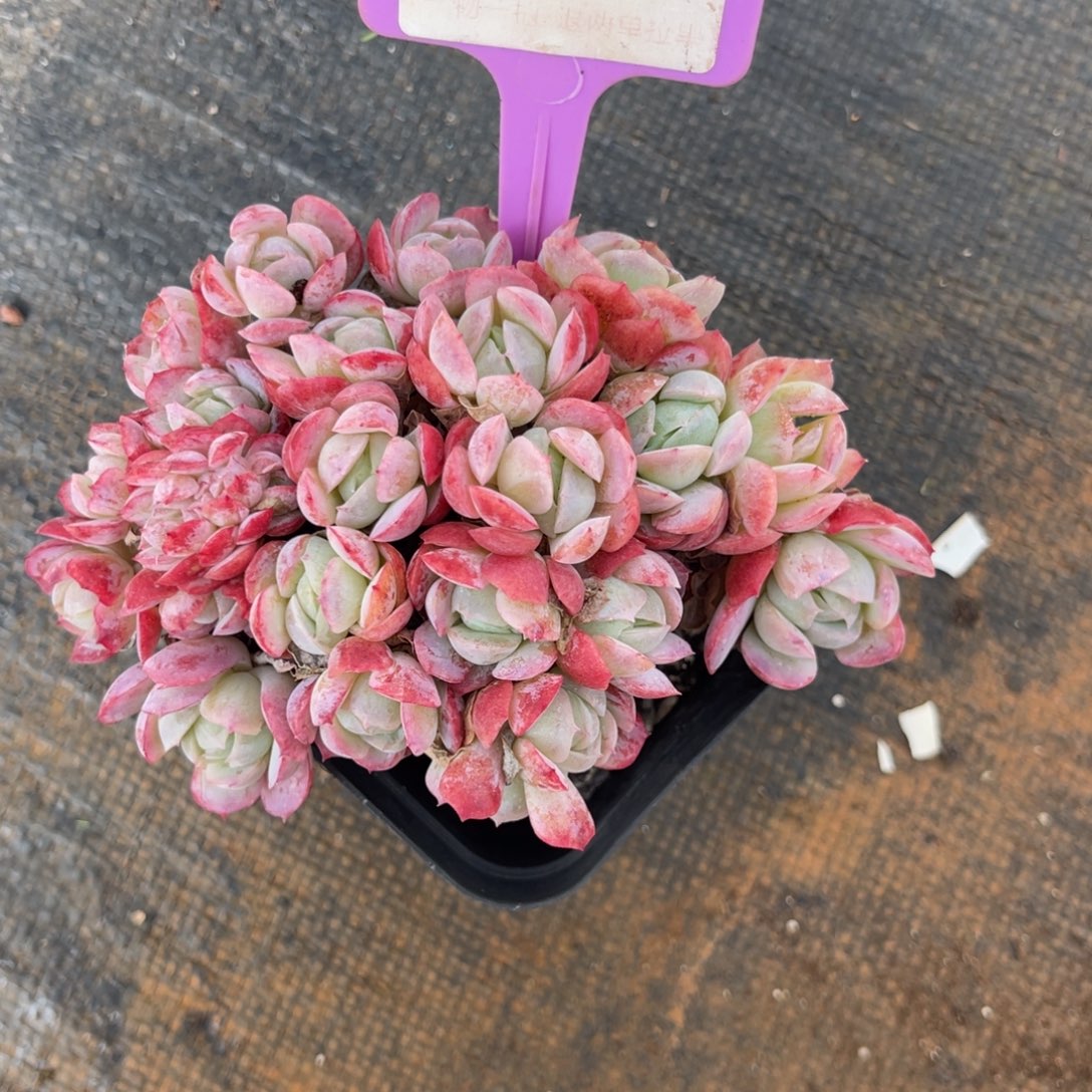 云尘多肉一物一拍177