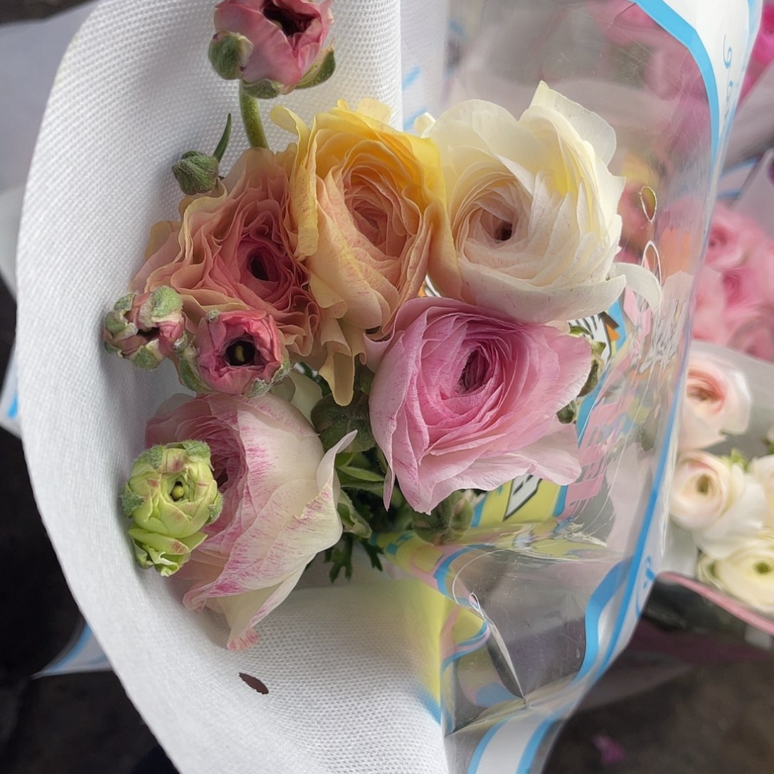 完全开放超大（蜜桃派）5枝