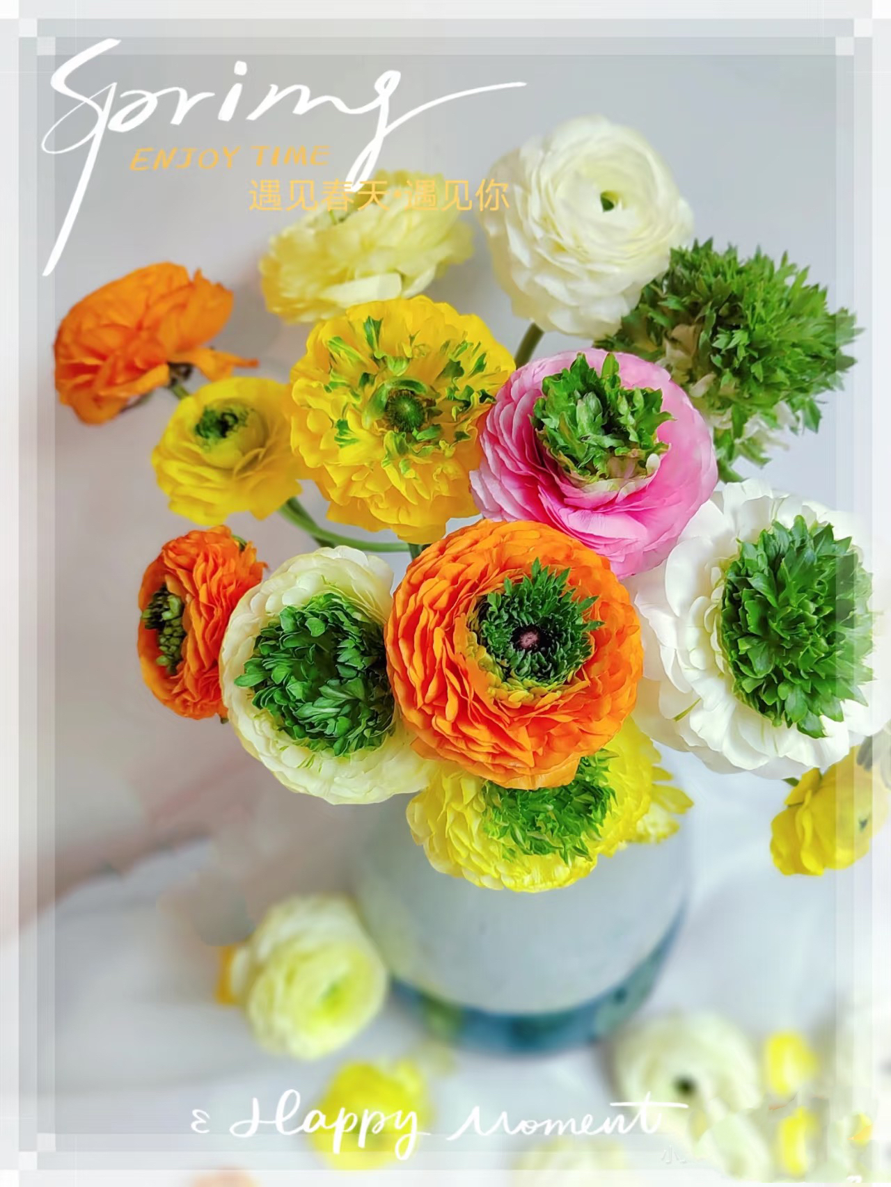 【源头一手价】稀有青蛙洋牡丹一把   云南基地鲜花 一手货源摆地摊