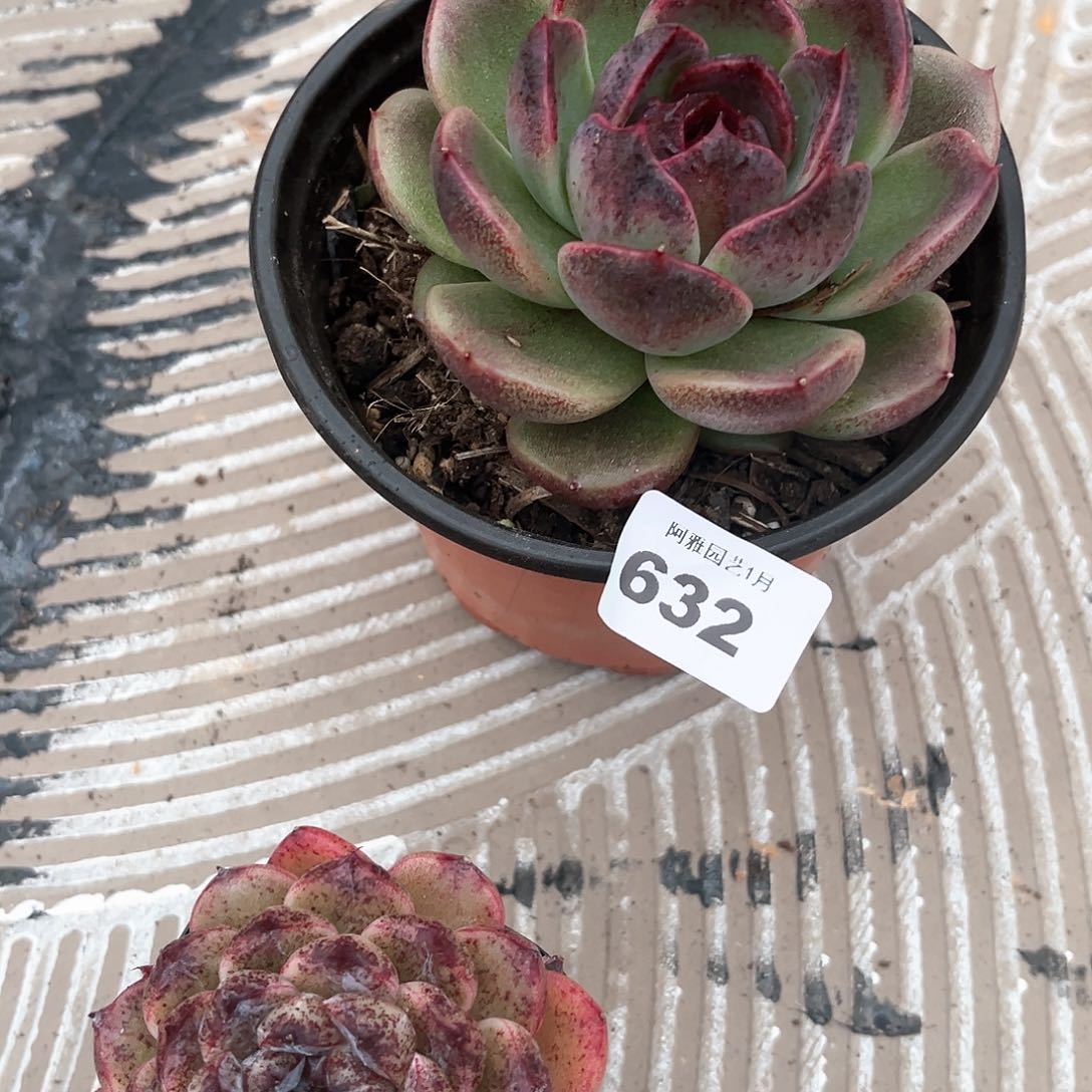 阿雅园艺。       632