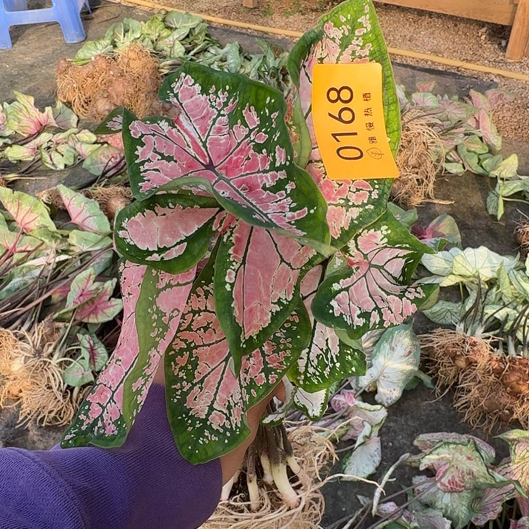 完全开放0168粉色飞溅8裸球不售后