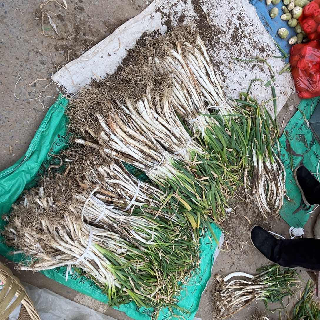 中国大陆10斤本地大葱