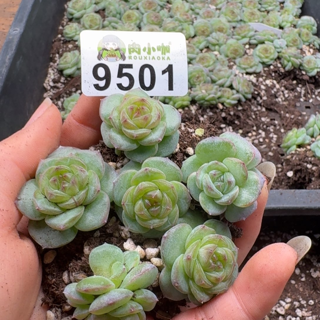 多肉植物多肉植物