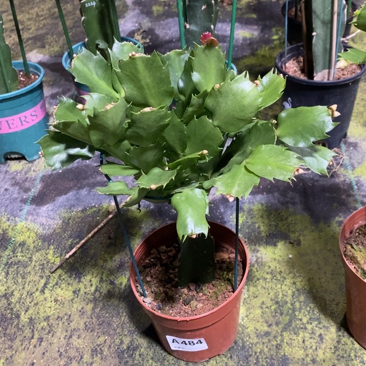 当前无花栽培后可以开花吴*！484嫁接060