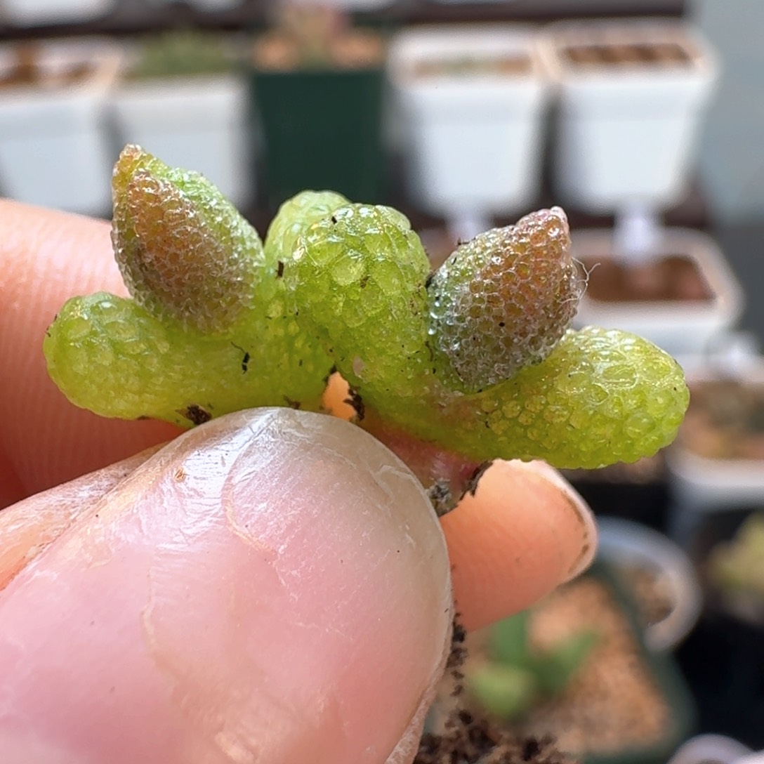 579妖奇玉两颗带花苞0000