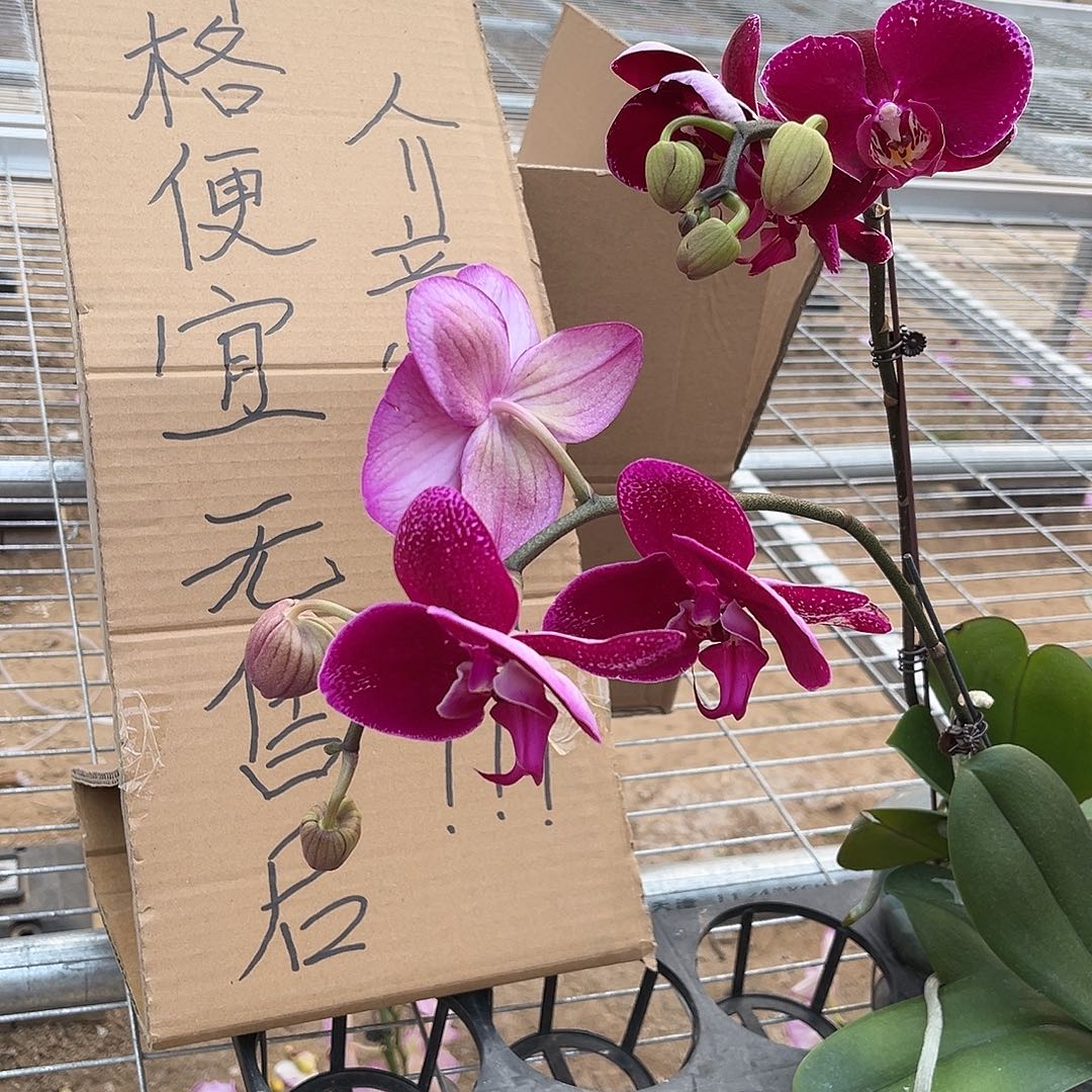 荷***鱼完全开放蝴蝶兰2个 不售后