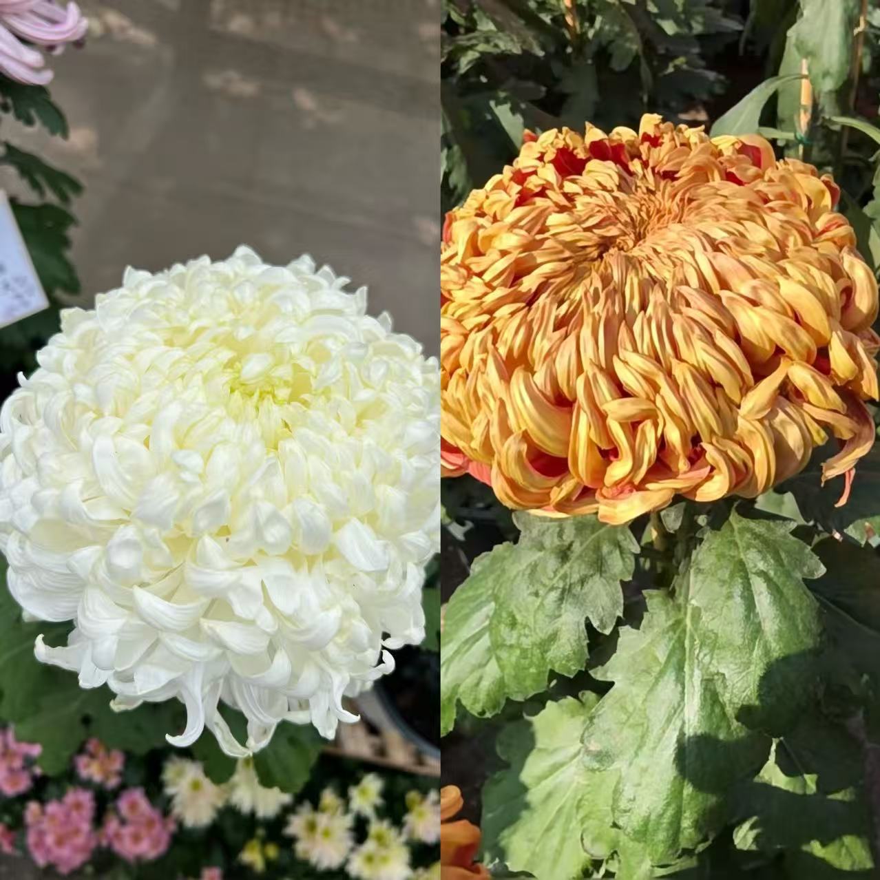 九月菊花后老根《白国华➕橙国华》想留品种的再拍  断枝不售后 