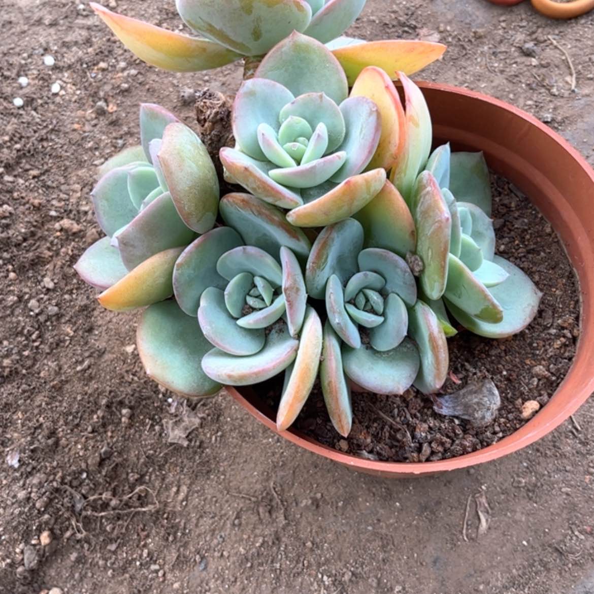 【闪购商品】无花朵一**情