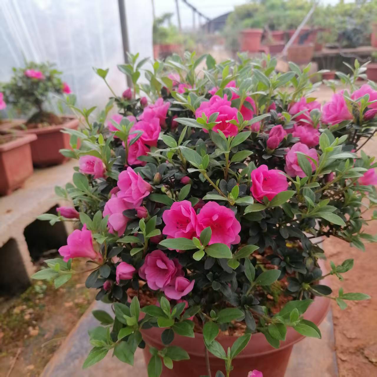 日本皋月四季杜鹃小玫瑰带花苞阳台桌面绿植花卉