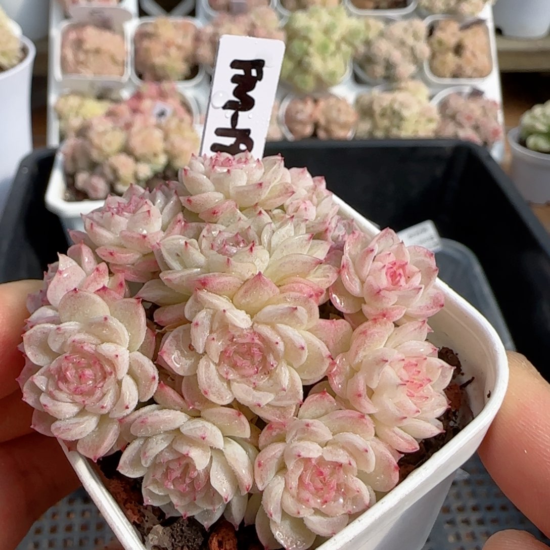 【闪购商品】0206-114（fm-190-1）