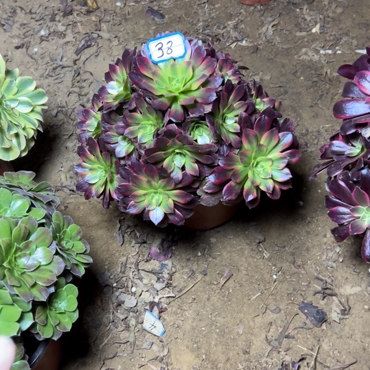 多肉植物安娜法师38