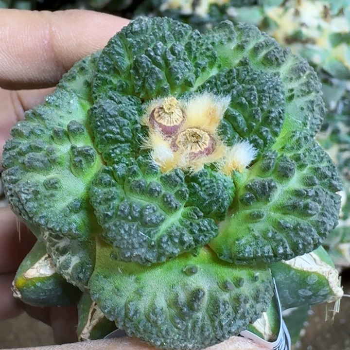 福利苗接哥斯拉799