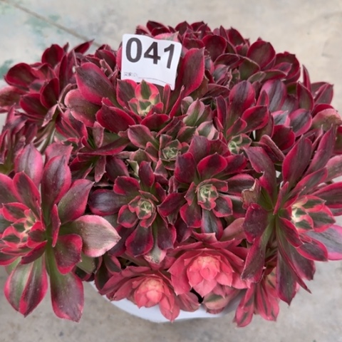 041粉女郎30厘米左右