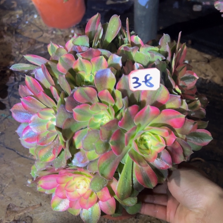 香妃微瑕多肉植物3-8