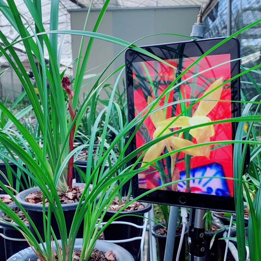 大部分花苞少量开放