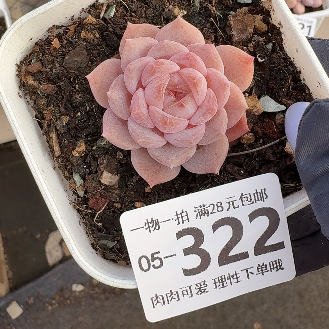 良辰无盆土发货无