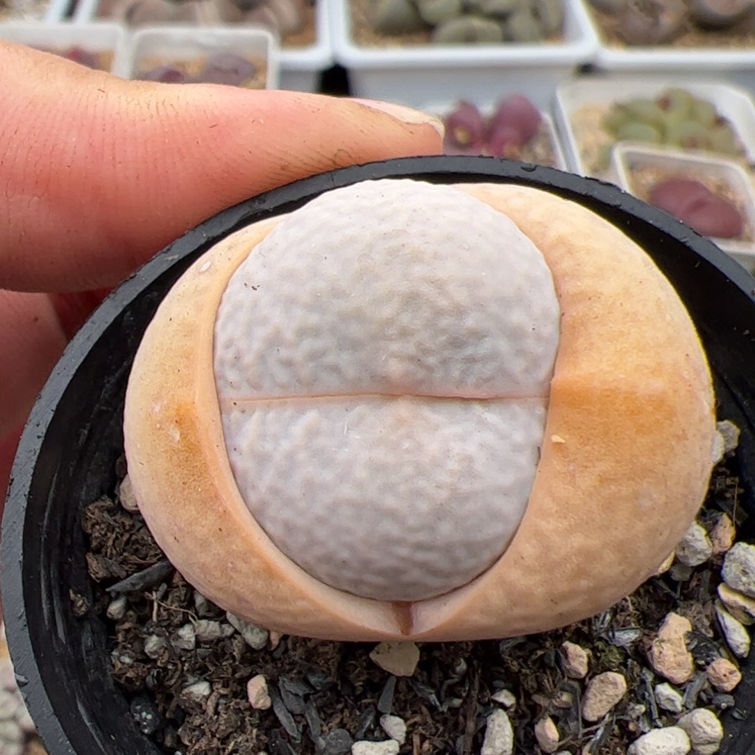 064号高尔夫 多肉植物