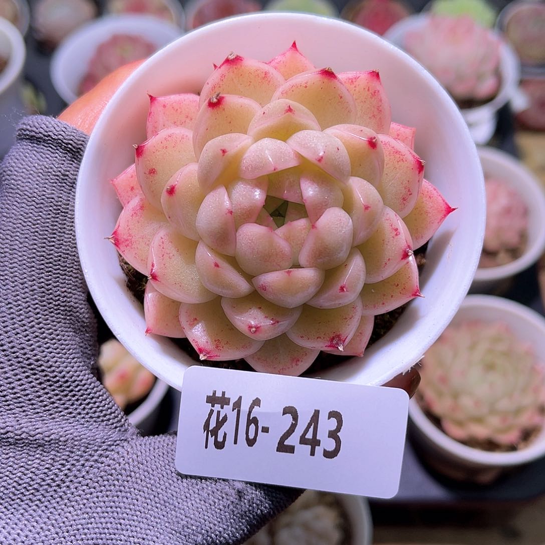 花16-243麦秆单头