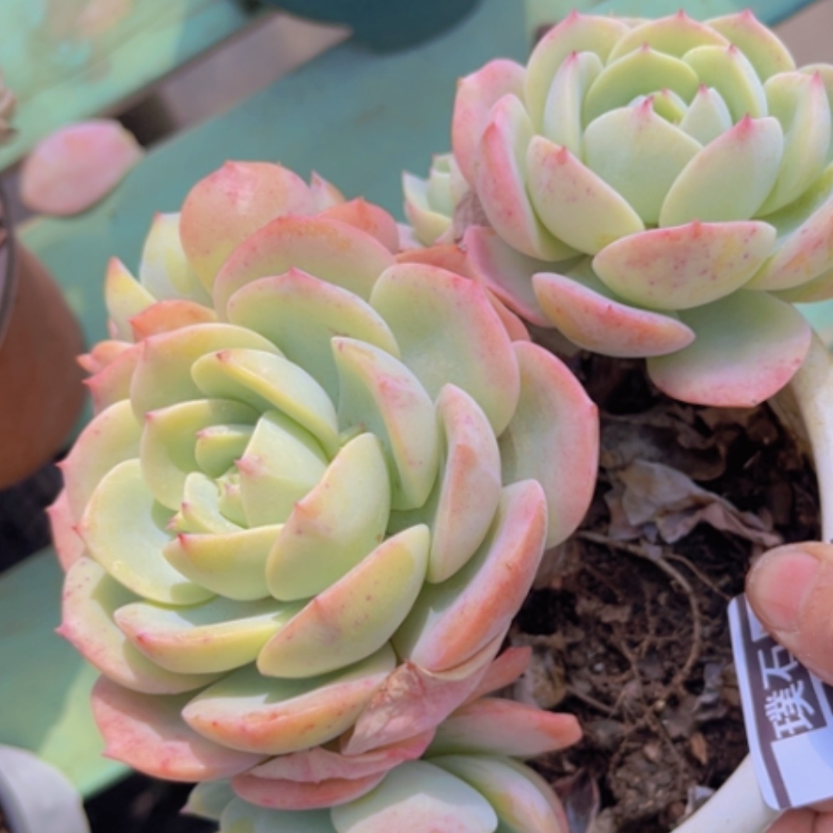 【闪购商品】恋曲1722