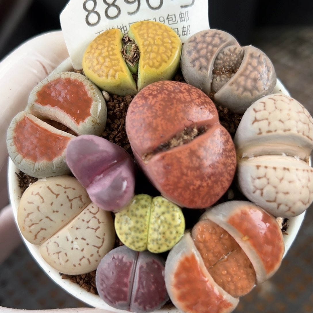 好养易活生石花大母本8896