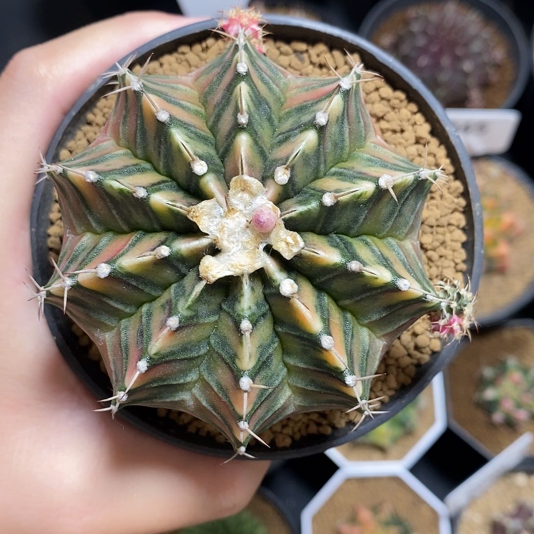 米哈仙人球锦0005