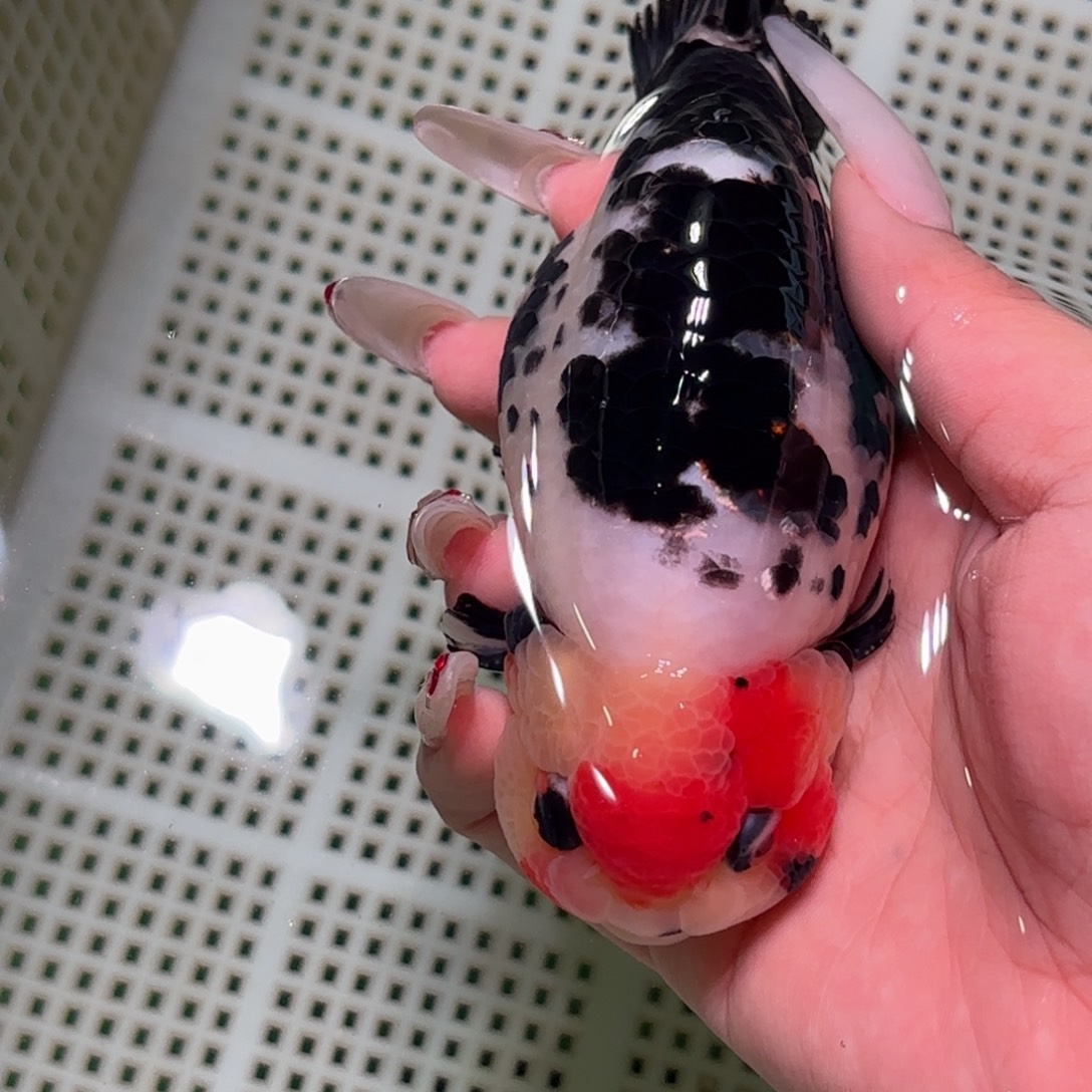 瘦***电金鱼拍包装包邮，不拍包装运费到付