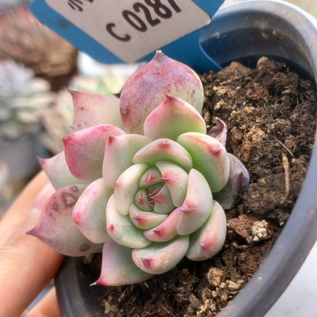 C287锦锦锦锦锦锦锦