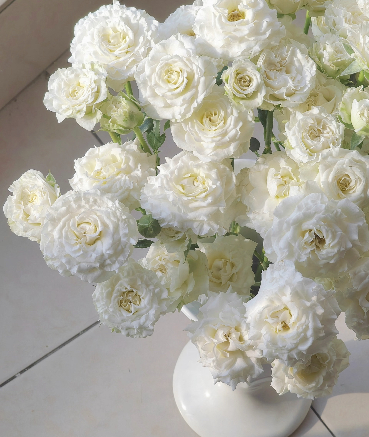 白雪-多头（任意两单包邮，一单需要补运费）