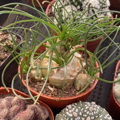 香水兰块根8仙人球