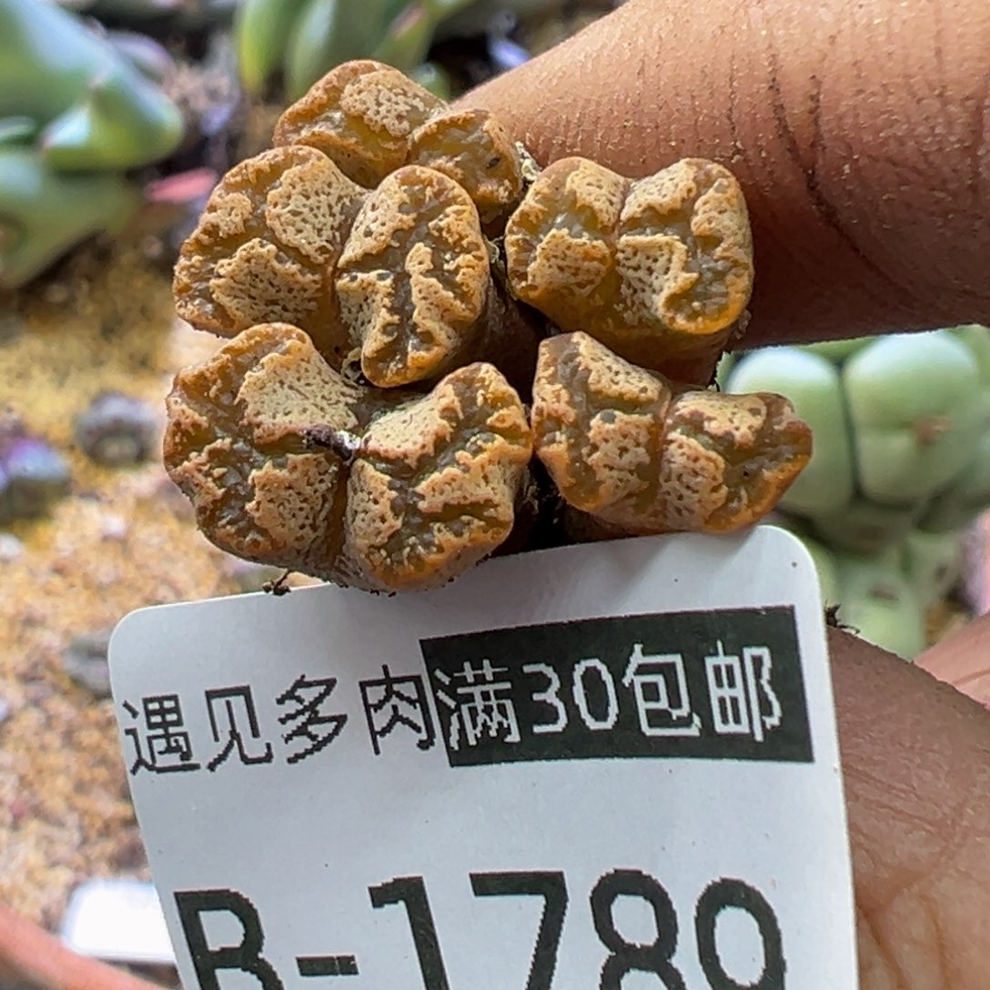 多肉植物1111111111114