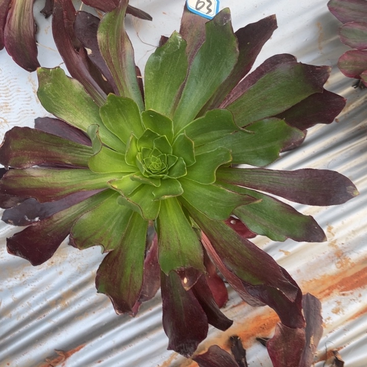 红陶63绿体无毒的一款法师锦