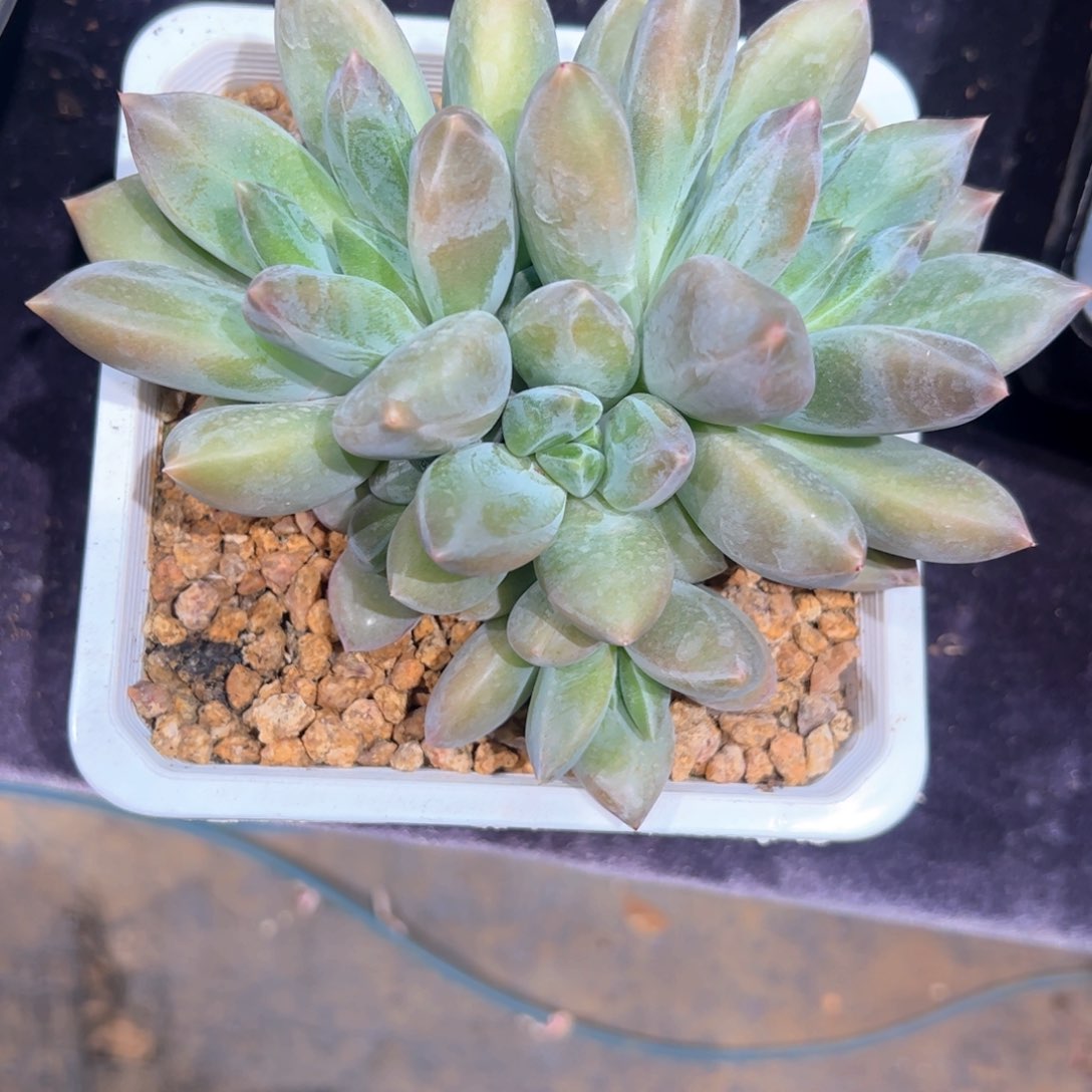 刚*多肉植物多肉植物