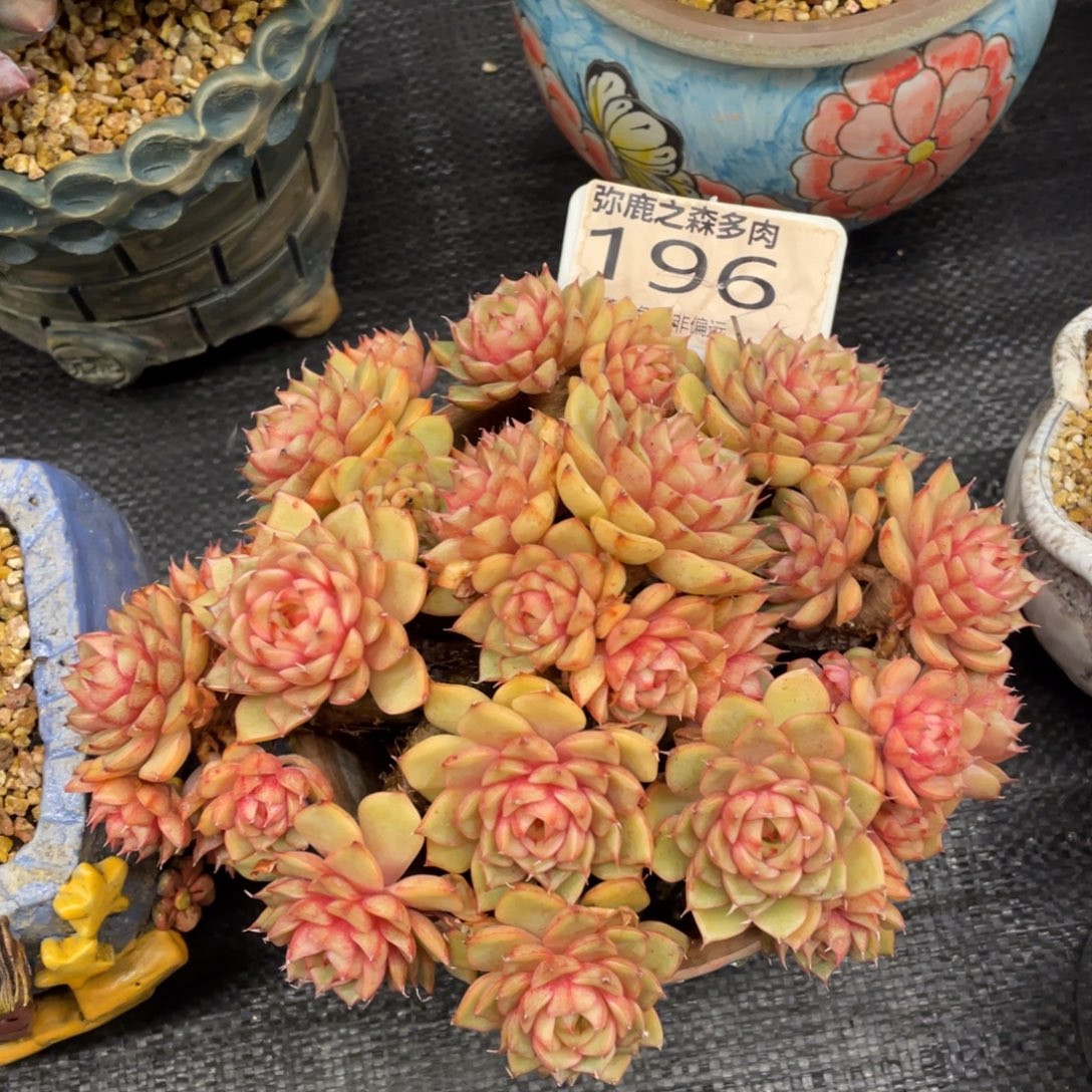 弥鹿之森一物一拍