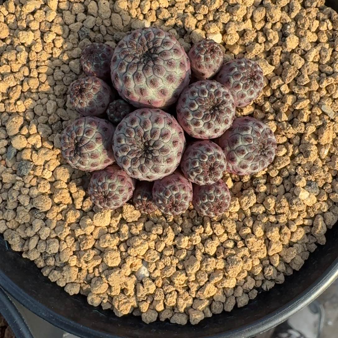 无***虑仙人球一物一拍紫丽丸