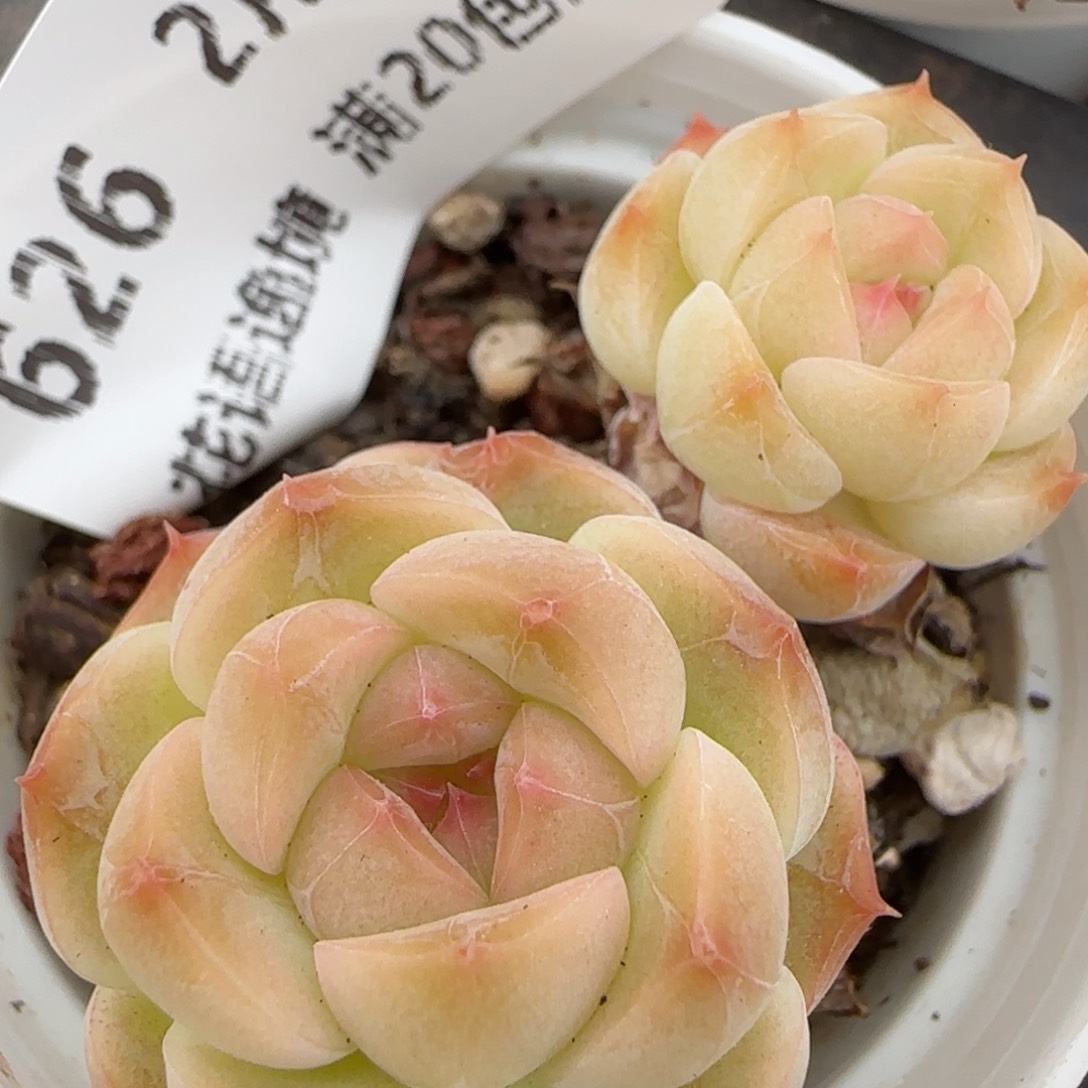 花语逸镜0204-626