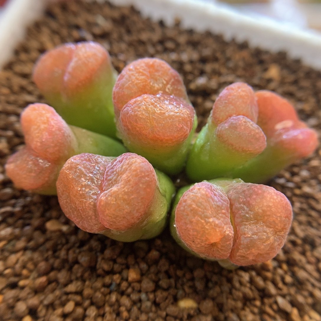 美风铃 005 肉锥植物