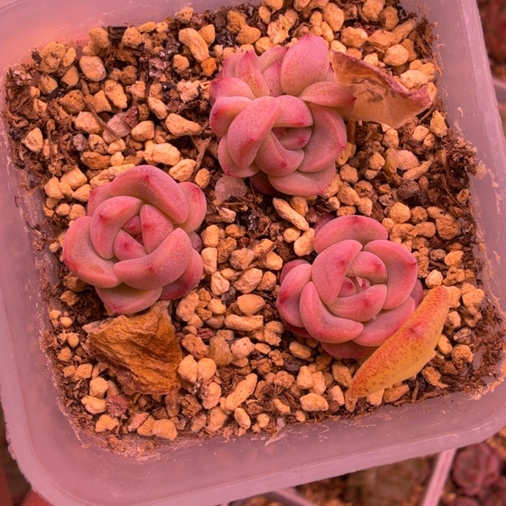 甜心叶插3颗一物一拍