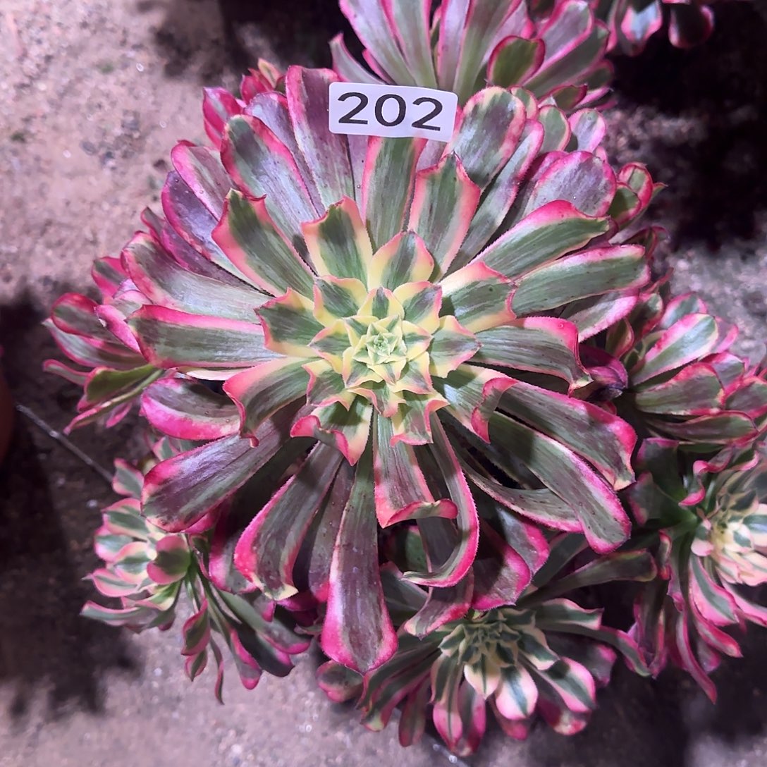 多肉植物波斯法师202