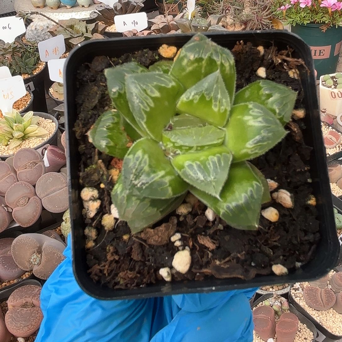 670 实生绿焰带盆土 新店特价 9.9包邮 有疤