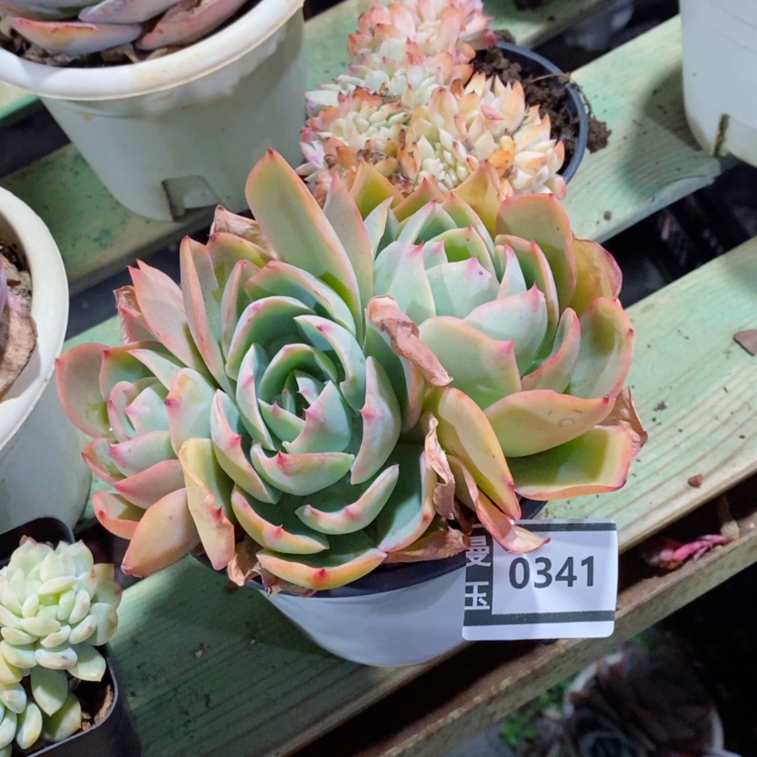 【闪购商品】霓虹灯0341